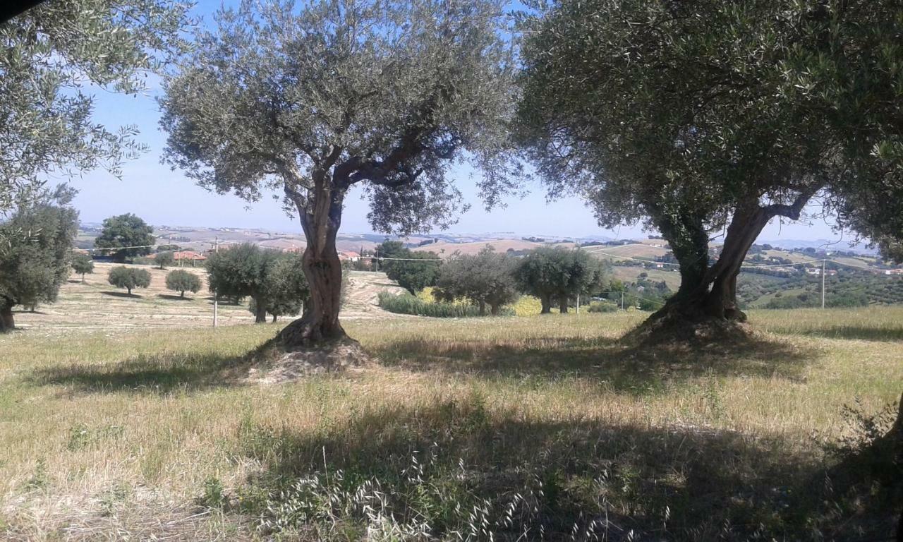 Amor Di Lavanda Cingoli Exteriér fotografie