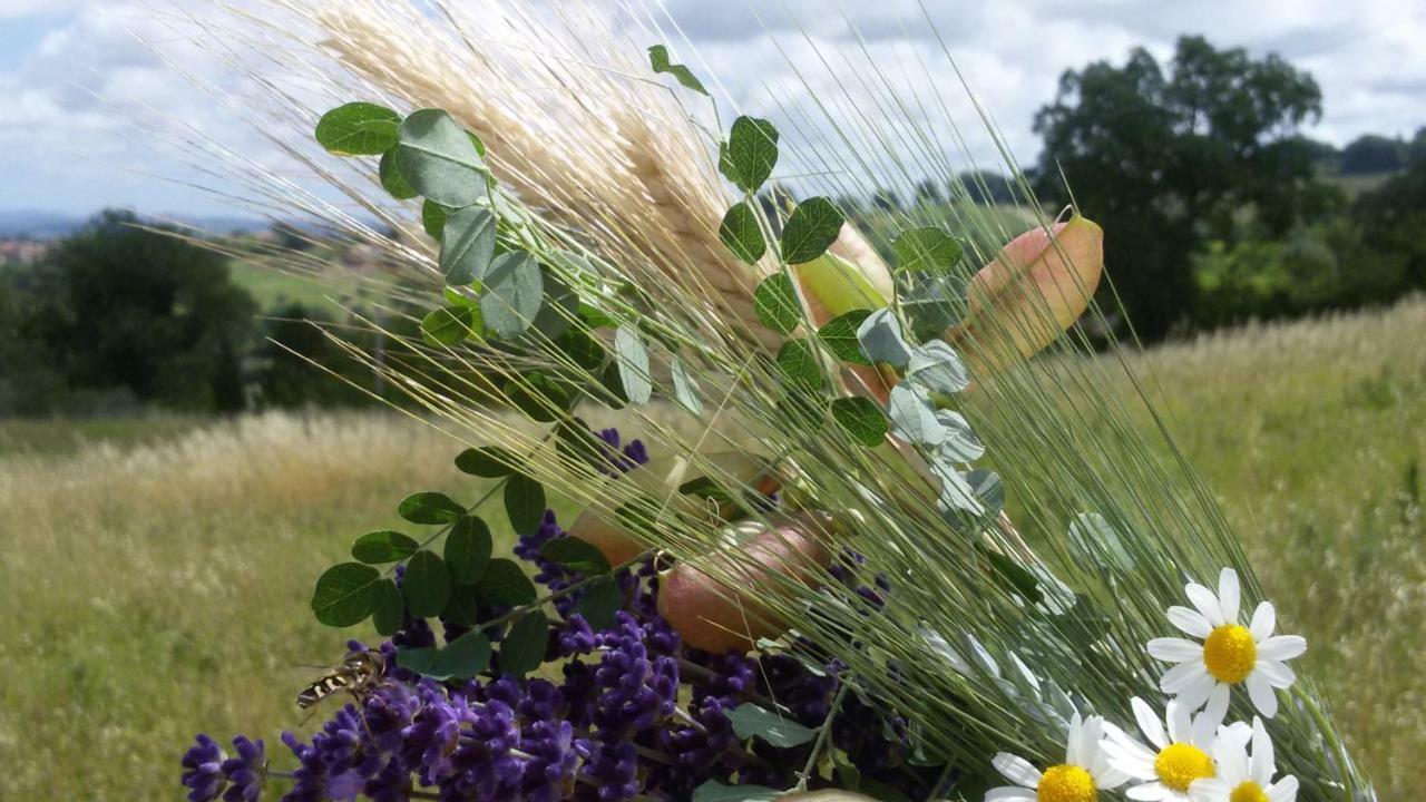 Amor Di Lavanda Cingoli Exteriér fotografie