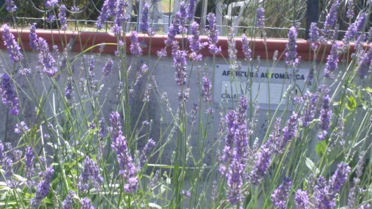 Amor Di Lavanda Cingoli Pokoj fotografie
